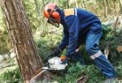 Colerainetree-cutting-services-21.jpg; ?>